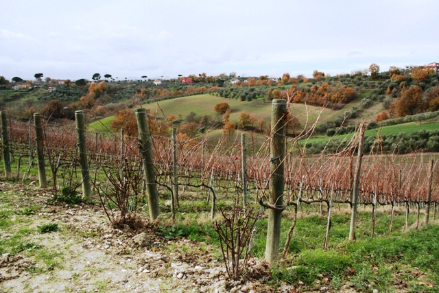le vigne dell' aglianico (due , una di fronte all' altra, diverso terreno ed esposizione)
