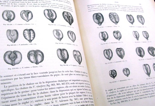 un bell' esempio della qualità delle illustrazioni