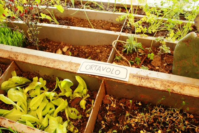 ortavolo