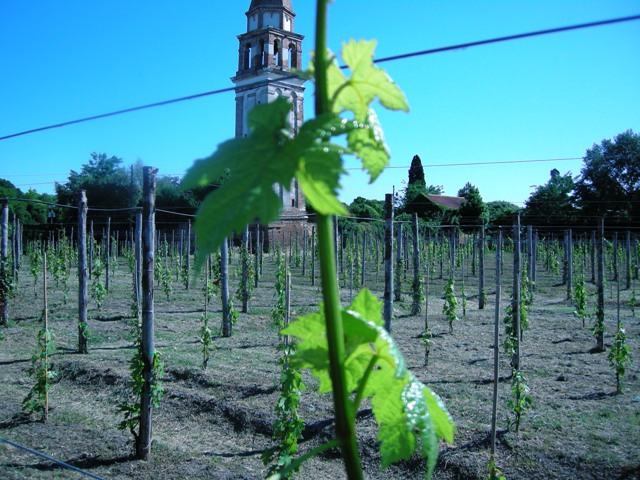 vigna la vigna di "dorona"