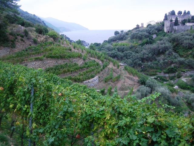 il bellissimo panorama dall' alto delle vigne