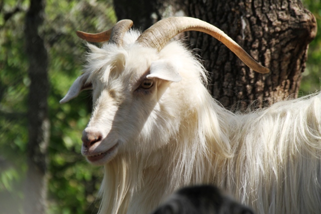 Chianti Cashmere
