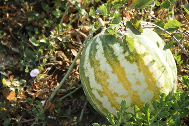 maremma malpassuti imperia 112