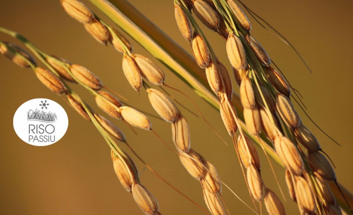 RISO PASSIU : QUANDO UN RISO ESALTA I PIATTI