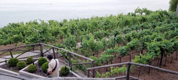 I Giardini di Fuenti